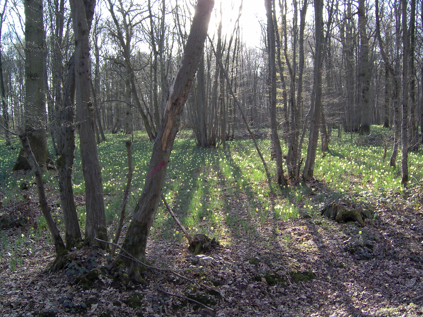 Foret De L Essonne En 6 Lettres