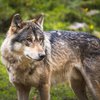 image de l'événement : La nature tout court " Au retour du loup"