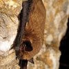 image de l'événement : Les chauves-souris, si utiles et bien mal connues