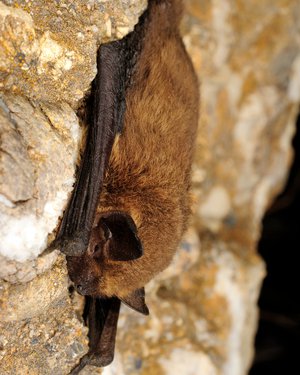 Les chauves-souris, si utiles et bien mal connues