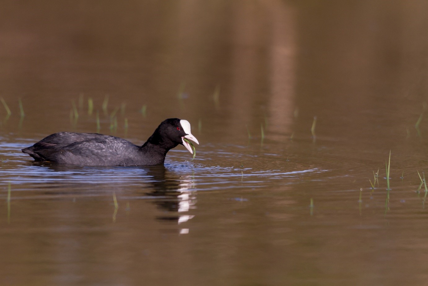 Bilan du portrait de la biodiversité en Val d'Yerres Val de Seine