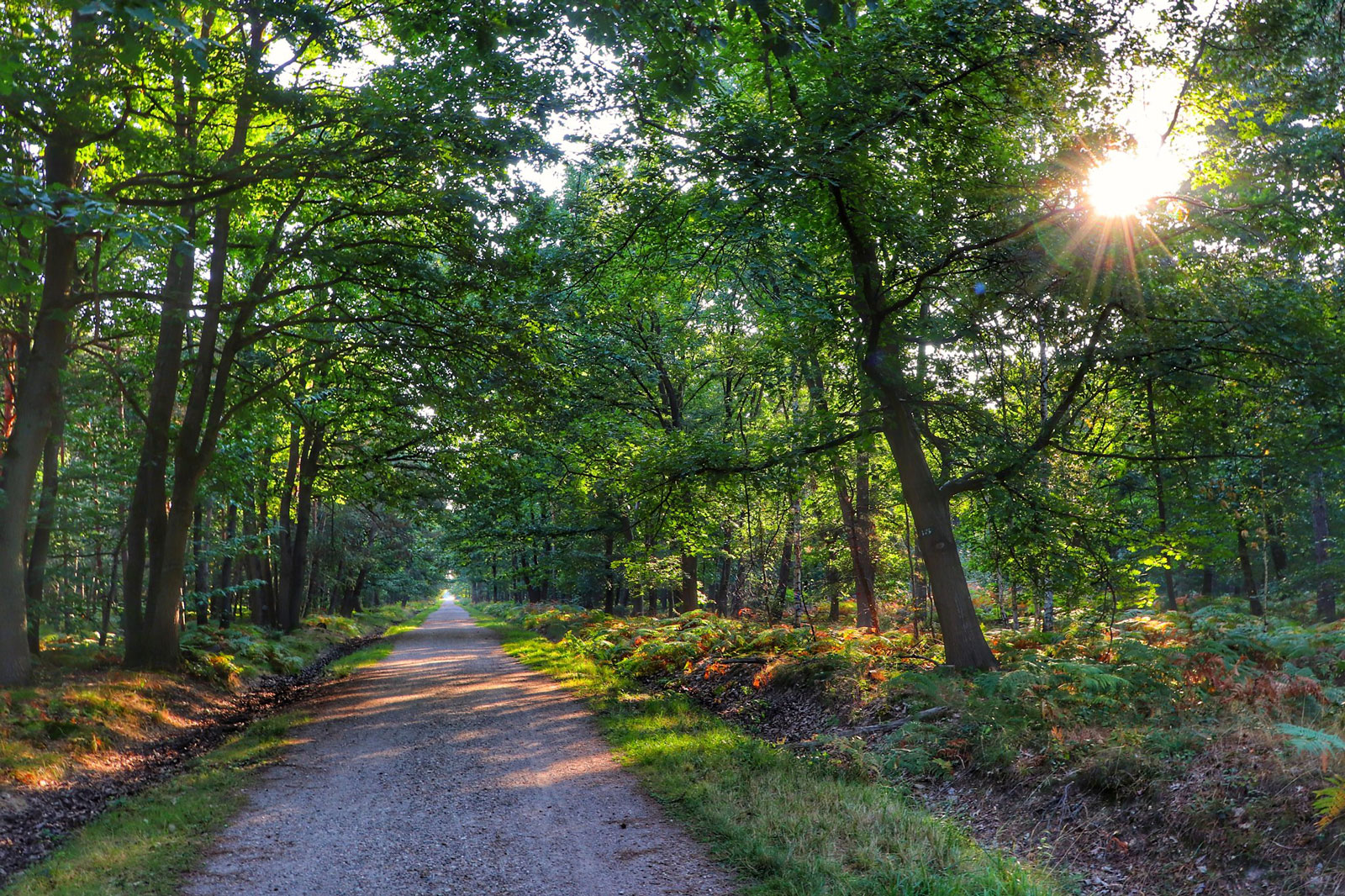 Forêt de Sénart