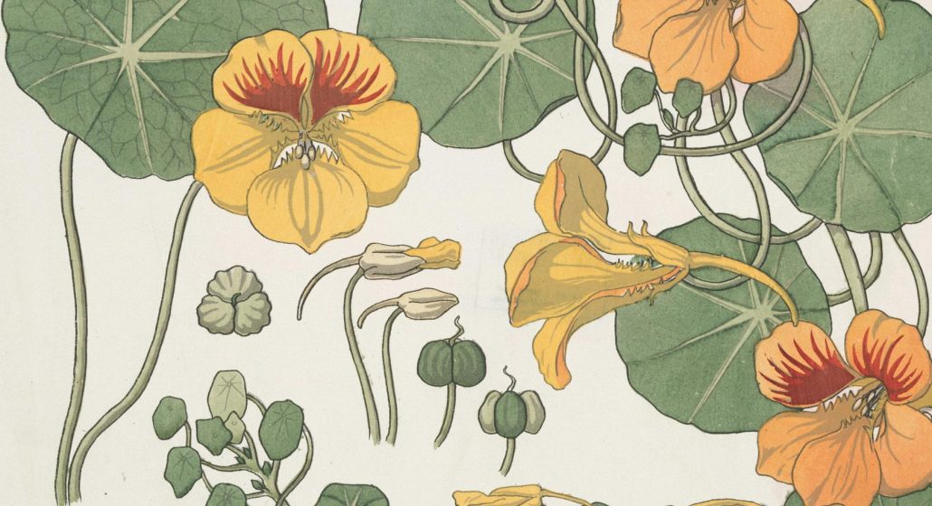 Atelier créatif : le dessin botanique_Crosne