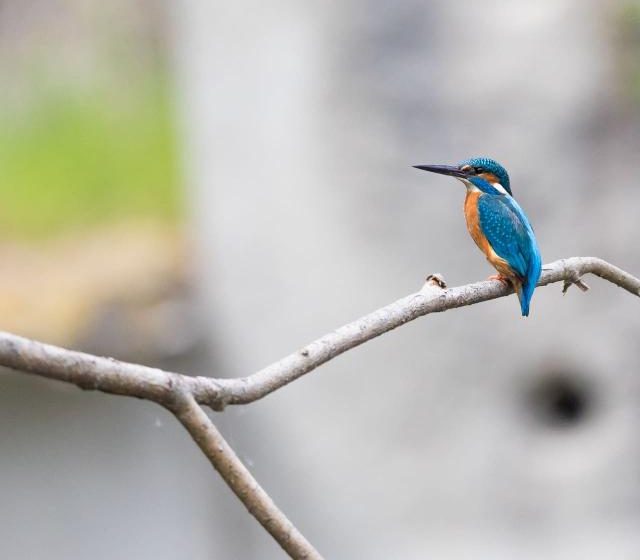 Les oiseaux du Val d’Yerres